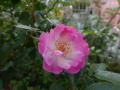 秋の薔薇を眺める朝・・・フジバカマはまだまだ咲きません。