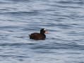 野鳥の世界(アラナミキンクロ)今年の第２弾