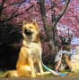 おゆみ野の河津桜と愛犬ショット2009