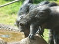 かみね動物園　あの頃チャンネル(2009年09月13日～2009年09月19日)