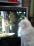 猫がテレビを観ています