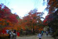 熱海梅園の紅葉～～♪