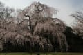 太閤秀吉も愛したという醍醐寺の桜」