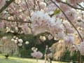 醍醐寺の桜