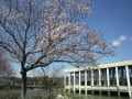 武豊町アサリ池の高遠桜