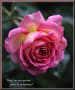 Dear.my rose garden 2011