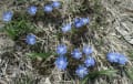 野山の花