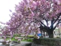 八重桜咲く白井宿・・・道の中央の水路に枝垂れ～