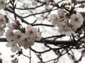 [48]桜・井の頭公園