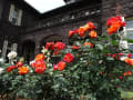 春のバラフェステバル・・・旧古河庭園