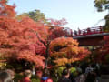 弥彦公園もみじ谷紅葉