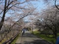 [13]城山公園　桜