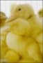 duck.jpg