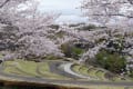 多摩の桜２０２３　～「若葉台公園」のソメイヨシノ～