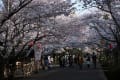 亀鶴公園・公淵公園の桜