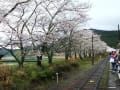 大井川鉄道・美人車掌・桜鑑賞