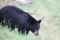 カナディアン・ロッキーのクマさんたち