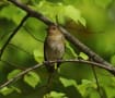 野鳥撮影日記2019鳥たち