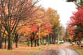 2015 常盤公園の紅葉