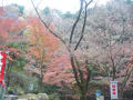 紅葉狩り　２０１１