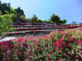 高開の芝桜（徳島県の美郷村）