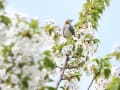 花と野鳥