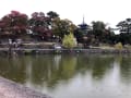 2020年11月7日奈良公園の紅葉
