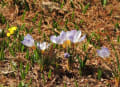 春の草花、開花ラッシュ　続々と