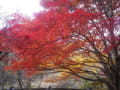 赤城山麓・紅葉の風景。散りばめたもみじ・・・