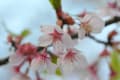 昭和記念公園の桜