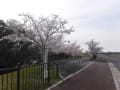 2022 森林公園の桜