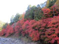 香嵐渓（豊田市足助)