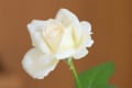 一輪の白い薔薇