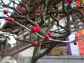 花見・・・・西新井大師～。桜、梅。