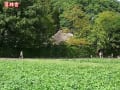 嵯峨野、嵐山界隈(2011.09.19)