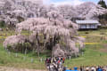 国指定天然記念物三春滝桜満開に