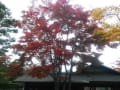 昭和記念公園「日本庭園」の紅葉