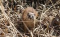 農村・山村・漁村の野生動物　　写真・文章の無断転用・複写等はお止めください