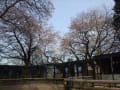 [6]夢見ヶ崎動物公園の桜