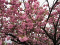 東川の八重桜