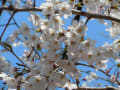 2012.04 !桜満開！