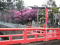 緋寒桜満開　2019年2月19日