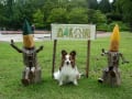 夏の森林公園　ルチルと一緒♪