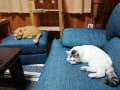 うちの猫たち11