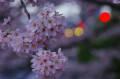 琵琶湖疏水の桜