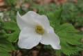 [27]八ヶ岳植物園