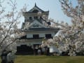 館山城公園桜まつり（2019年4月）