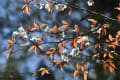 岡山県立森林公園