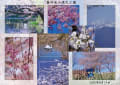 奥卯辰山健民公園　白鳥（コブハクチョウ）　鳥　カイツブリ　桜　