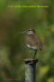 [24]Common Sandpiper25Oct10-05p-s.jpg